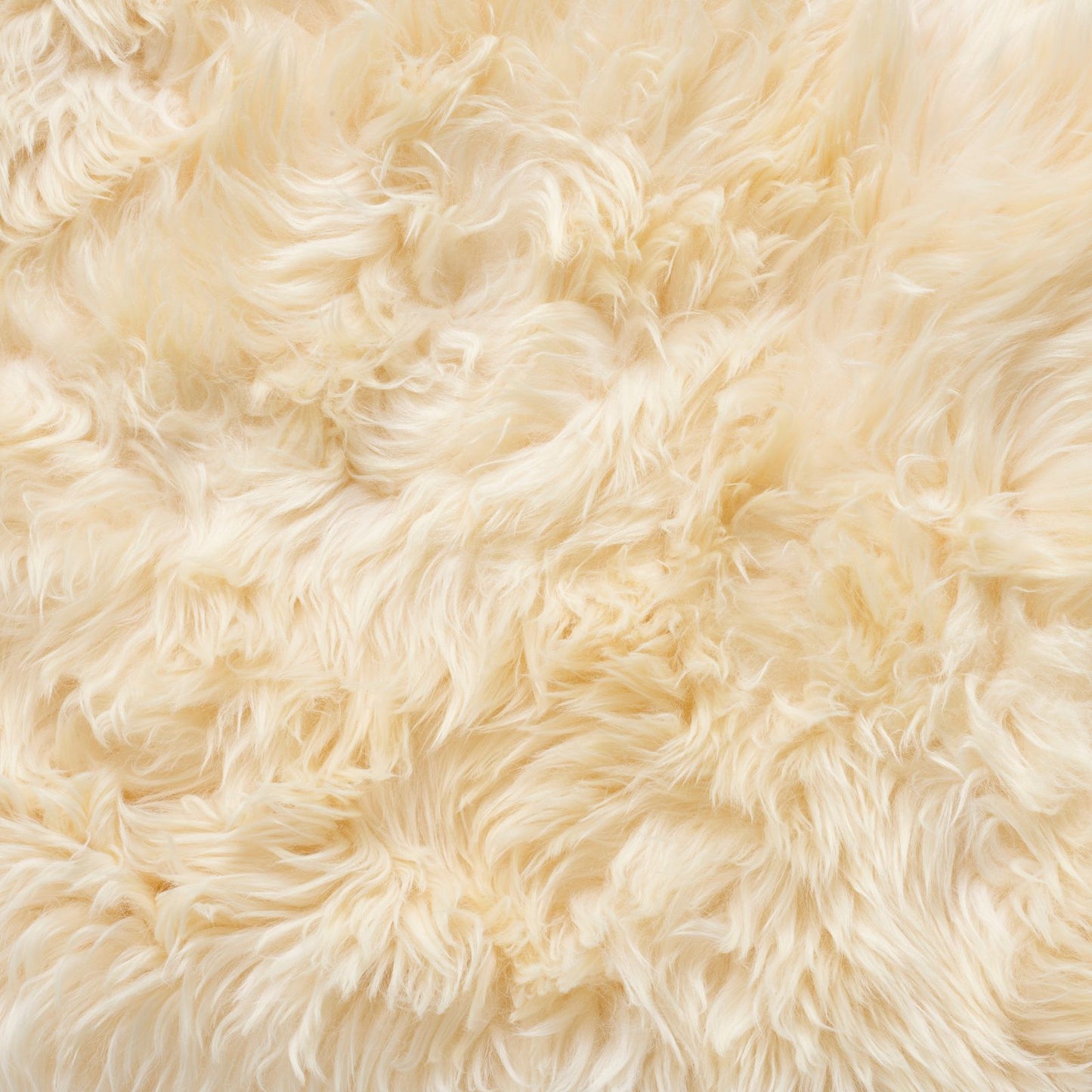 Bowron Sheepskins Longwool Double Sheepskin Rug Gold Star Champagne Cream