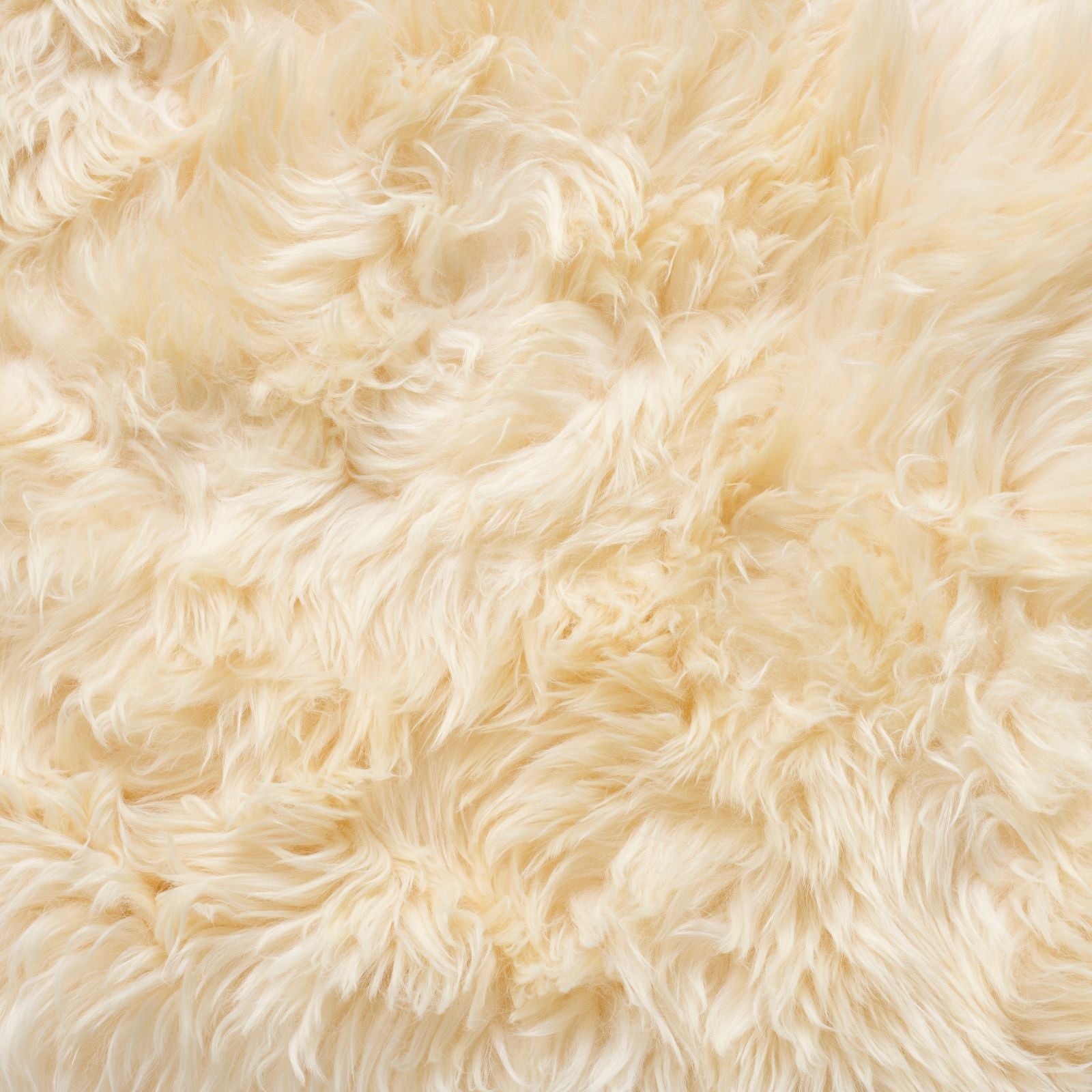 Bowron Sheepskins Longwool Sextuple Sheepskin Rug Gold Star Ivory